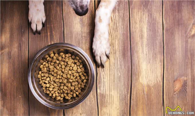 提高狗狗食欲的3个方法