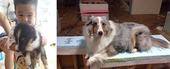 盘点在所有犬中智商排在第六的喜乐蒂牧羊犬