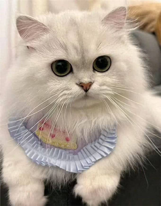 每日识猫：金吉拉猫，一种独特的猫咪品种