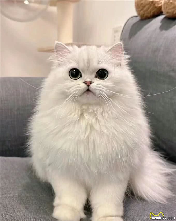 每日识猫：金吉拉猫，一种独特的猫咪品种
