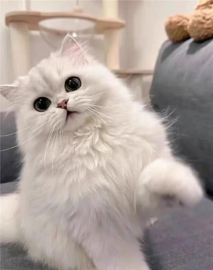 每日识猫：金吉拉猫，一种独特的猫咪品种