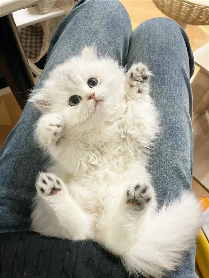 每日识猫：金吉拉猫，一种独特的猫咪品种