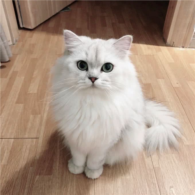 每日识猫：金吉拉猫，一种独特的猫咪品种