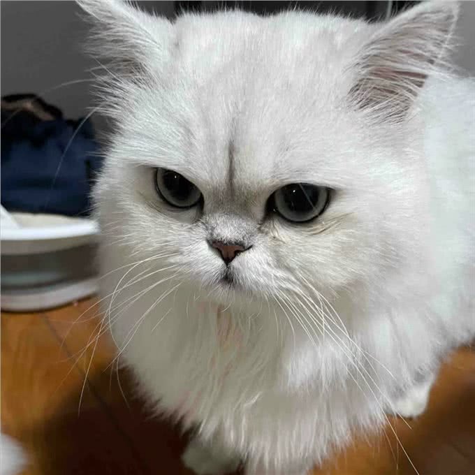 每日识猫：金吉拉猫，一种独特的猫咪品种