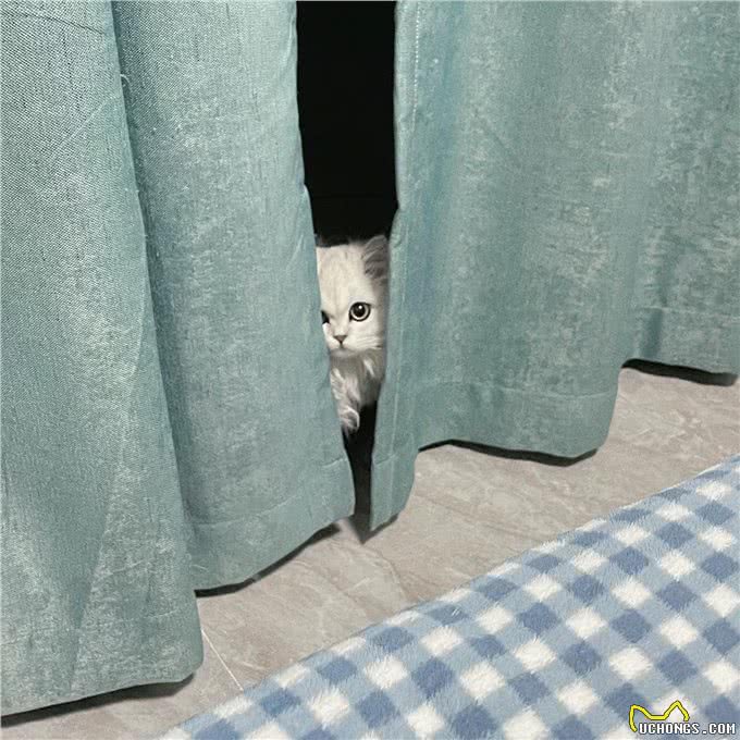 每日识猫：金吉拉猫，一种独特的猫咪品种