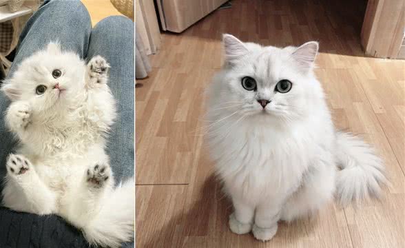 每日识猫：金吉拉猫，一种独特的猫咪品种