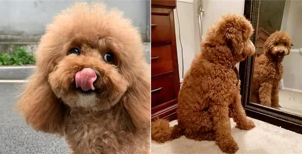 泰迪这几个特征，说明它不聪明，你家的占了几个?