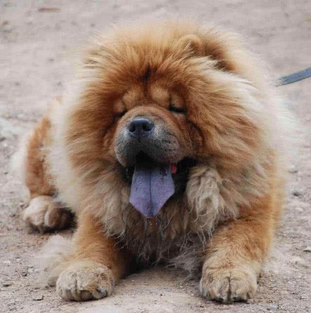 松狮犬，养的人很少，理由有5个!