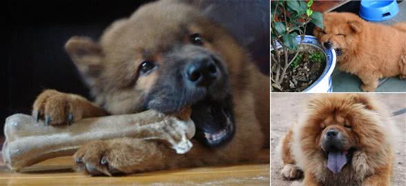 松狮犬，养的人很少，理由有5个!