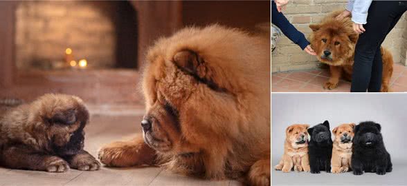 松狮犬挑食厉害怎么办?这些办法，铲屎官可以尝试一下
