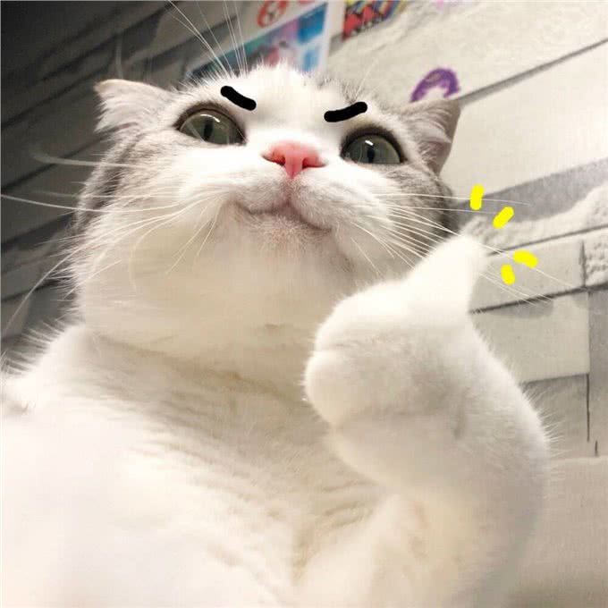 这5种猫咪，几天不洗澡，身上还是香喷喷的
