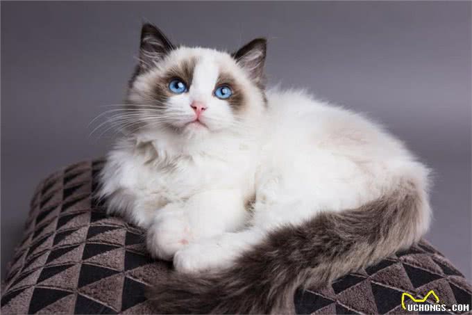 这5种猫咪，几天不洗澡，身上还是香喷喷的
