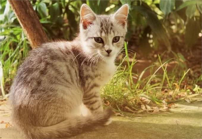 这5种猫咪，几天不洗澡，身上还是香喷喷的