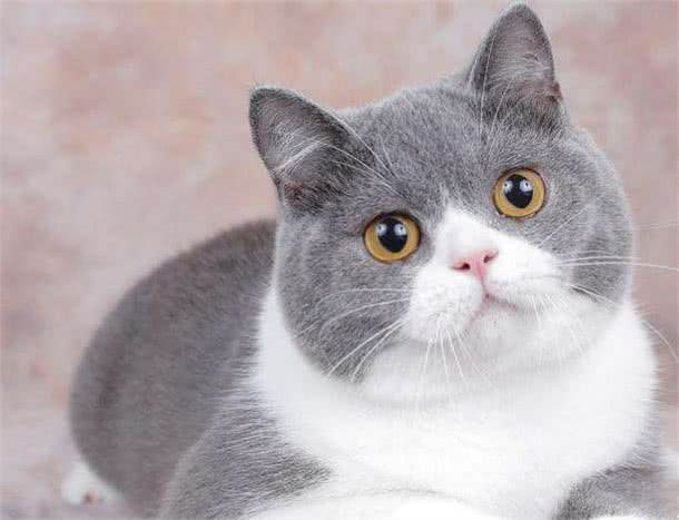 这5种猫咪，几天不洗澡，身上还是香喷喷的