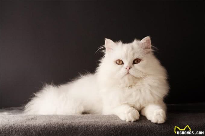 这5种猫咪，几天不洗澡，身上还是香喷喷的