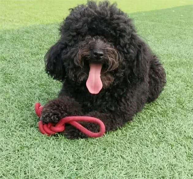 狗狗会变老吗?狗狗变老了怎么办?不要着急，一文告诉你