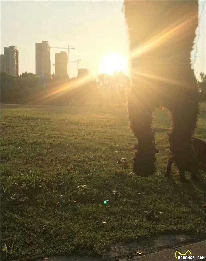 狗狗会变老吗?狗狗变老了怎么办?不要着急，一文告诉你