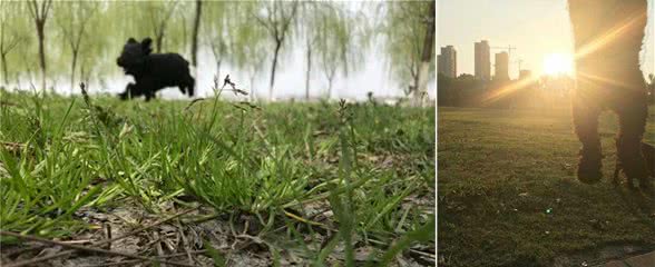 狗狗会变老吗?狗狗变老了怎么办?不要着急，一文告诉你