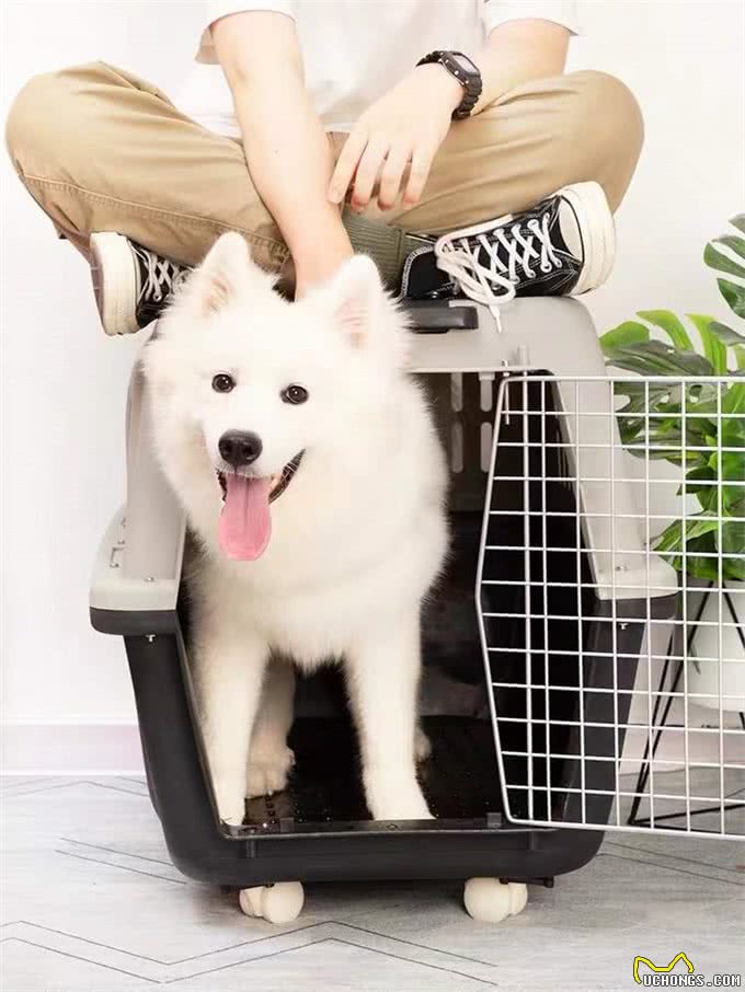 正确认识狗狗出行工具—航空箱