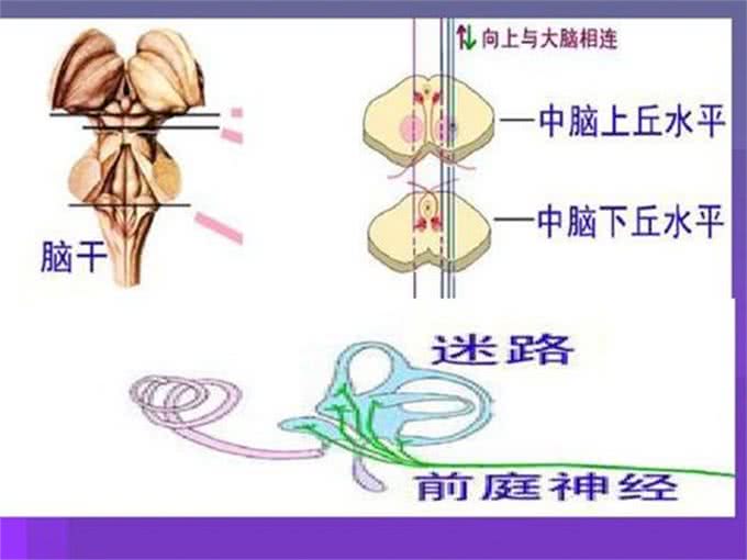 国庆出游虽开心，但也要注意狗狗晕车问题，提前适应训练是关键