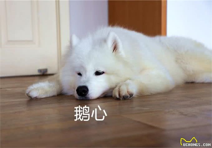国庆出游虽开心，但也要注意狗狗晕车问题，提前适应训练是关键