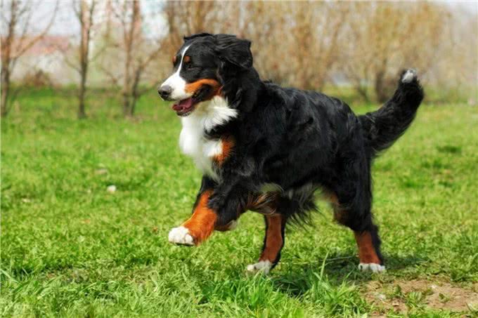 伯恩山犬寿命真的短吗，伯恩山犬为什么寿命短，伯恩山犬寿命多长