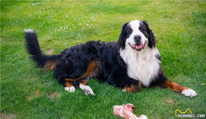 伯恩山犬寿命真的短吗，伯恩山犬为什么寿命短，伯恩山犬寿命多长