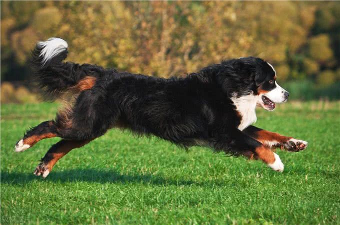 伯恩山犬寿命真的短吗，伯恩山犬为什么寿命短，伯恩山犬寿命多长