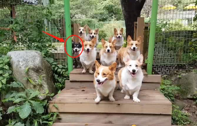 一次能遛8只柯基!为了让狗狗都听话，主人喂零食的方法很特别