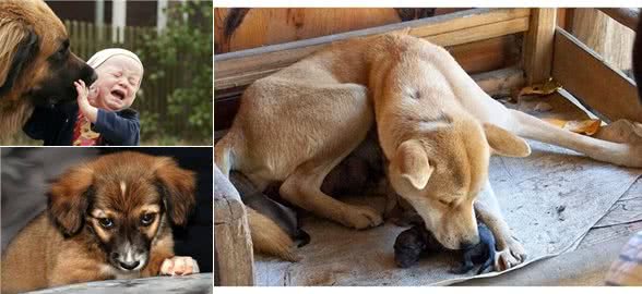 狗狗舔人有这些含义，不了解真的容易误会