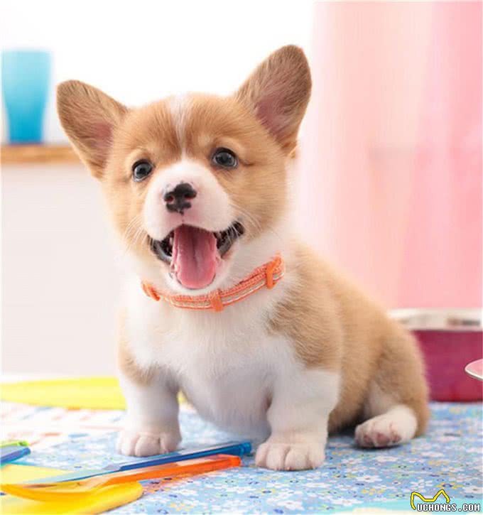 柯基犬价格多少钱一只?纯种的柯基怎么看品相?