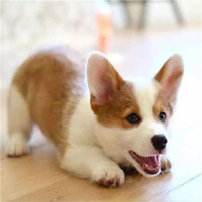 柯基犬价格多少钱一只?纯种的柯基怎么看品相?