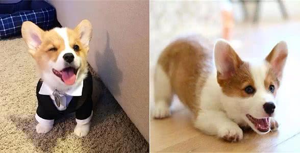 柯基犬价格多少钱一只?纯种的柯基怎么看品相?