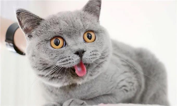 真心爱蓝猫，就不要对它做这6件事