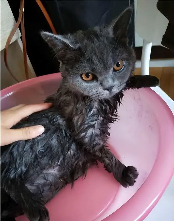 真心爱蓝猫，就不要对它做这6件事