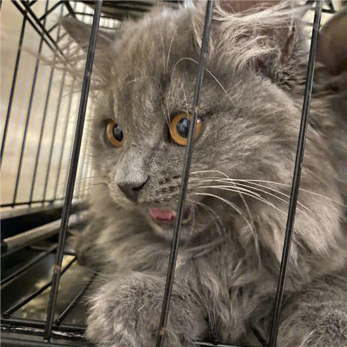 真心爱蓝猫，就不要对它做这6件事