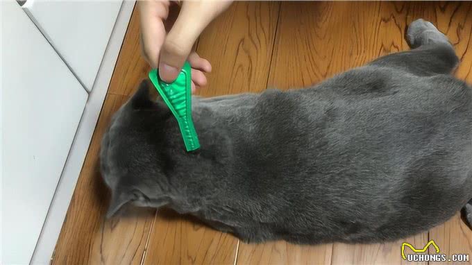真心爱蓝猫，就不要对它做这6件事