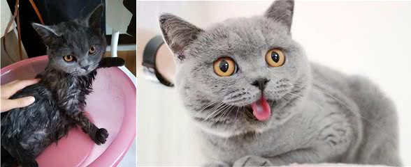 真心爱蓝猫，就不要对它做这6件事