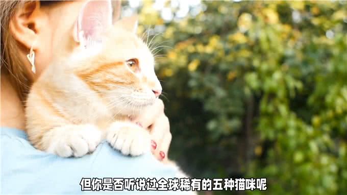 全球稀有的五种猫咪!你知道么?快来围观!—科普