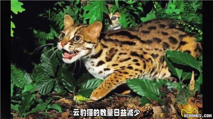 全球稀有的五种猫咪!你知道么?快来围观!—科普