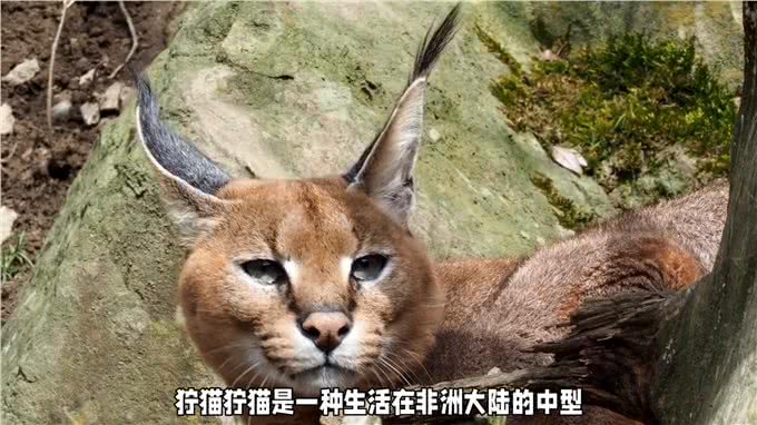 全球稀有的五种猫咪!你知道么?快来围观!—科普