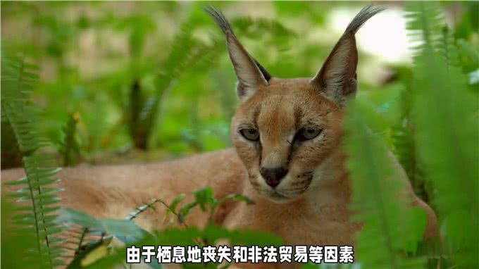 全球稀有的五种猫咪!你知道么?快来围观!—科普