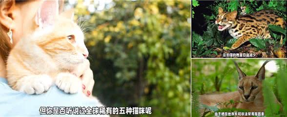 全球稀有的五种猫咪!你知道么?快来围观!—科普