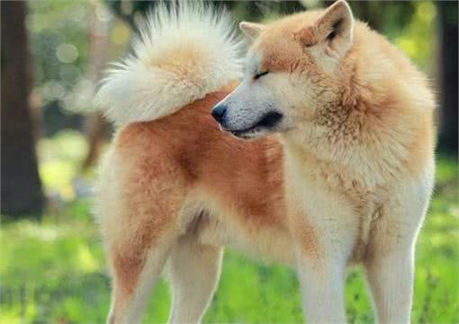 日本的秋田犬可以打得过土佐犬吗?到底其战斗力如何?