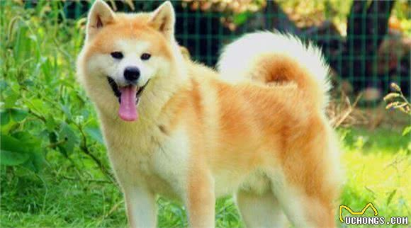 日本的秋田犬可以打得过土佐犬吗?到底其战斗力如何?