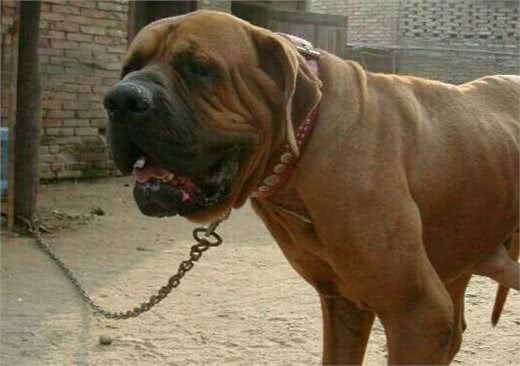 日本的秋田犬可以打得过土佐犬吗?到底其战斗力如何?