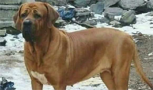 日本的秋田犬可以打得过土佐犬吗?到底其战斗力如何?