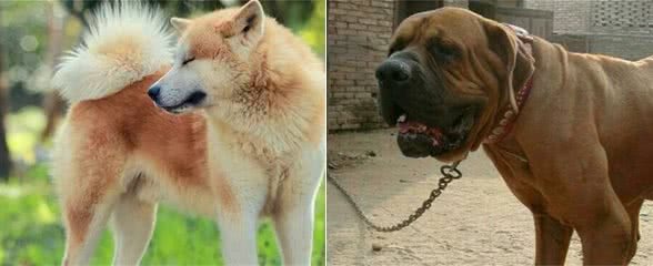 日本的秋田犬可以打得过土佐犬吗?到底其战斗力如何?