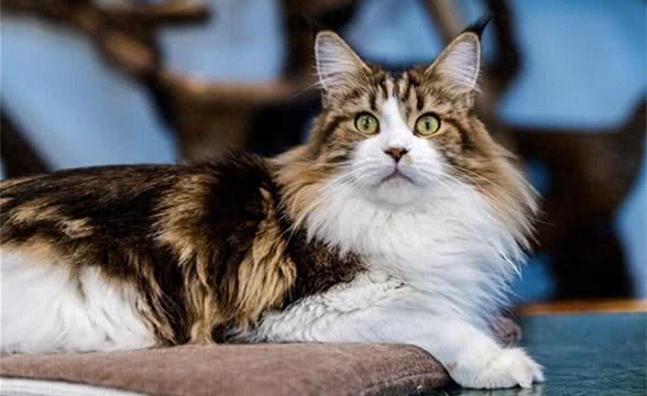挪威之宝：挪威森林猫作为挪威的国猫的历史地位和意义