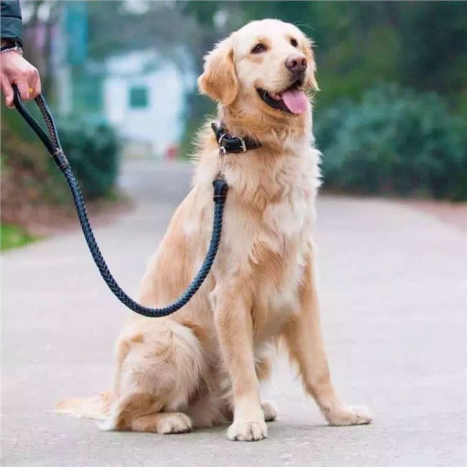 狗狗经常放屁怎么办?